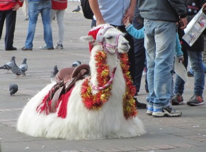 A festive llama in Simon Bolivar Square