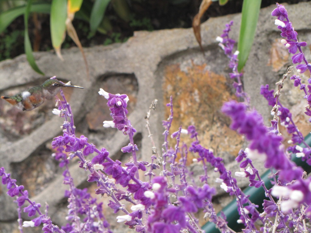 hummingbird monserrate