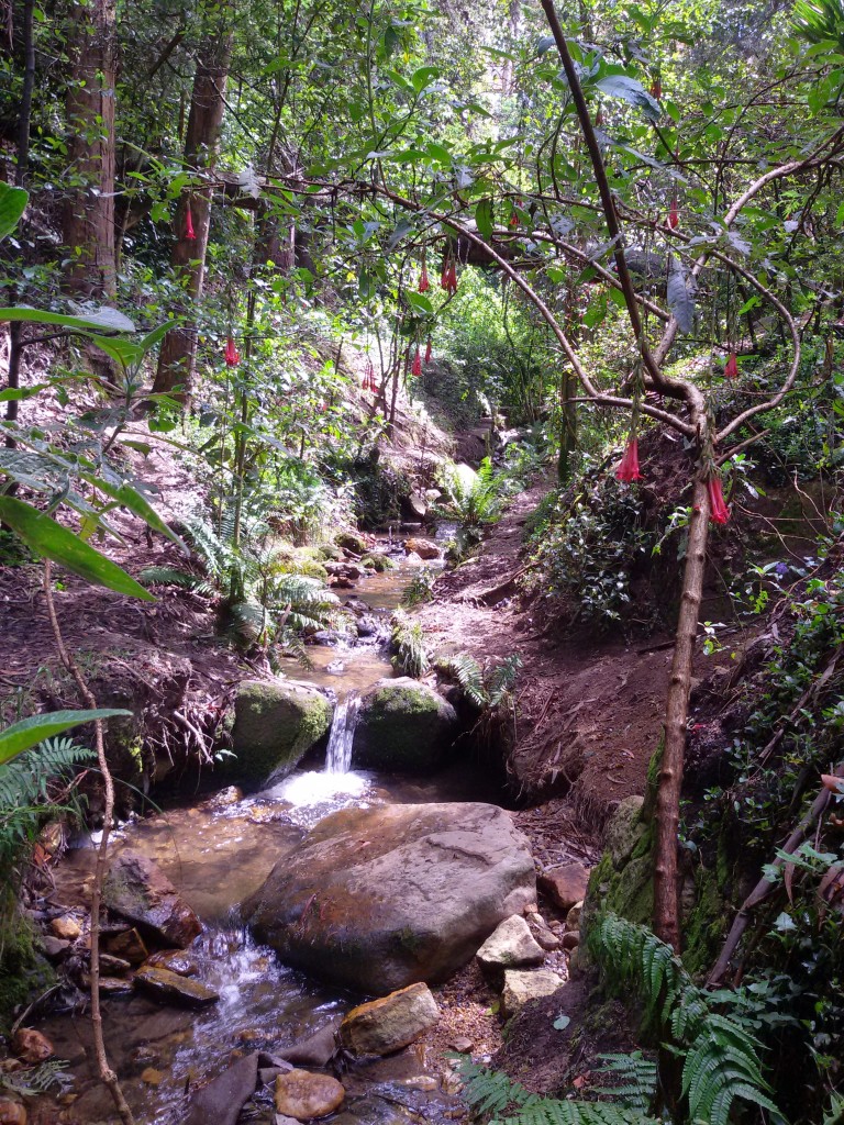 Bogota nature river and trees