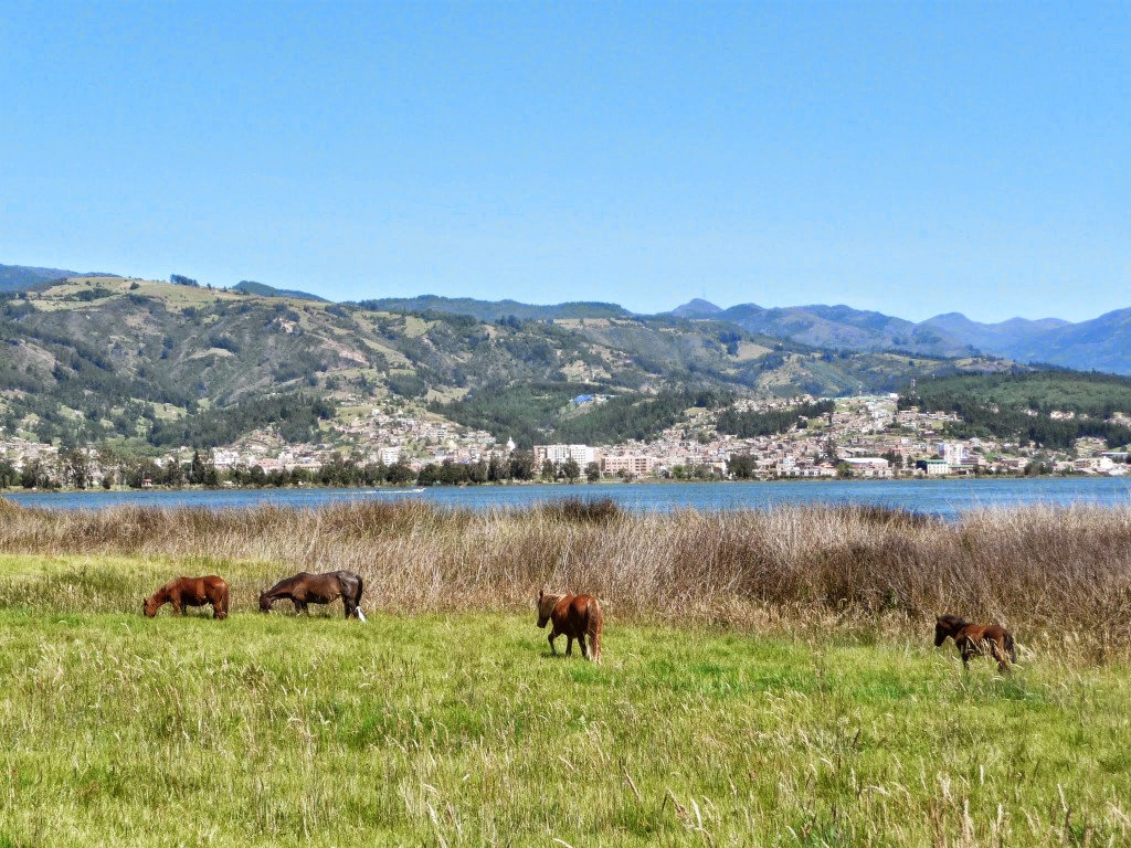 Horses roaming in the grounds of the Hotel Estelar