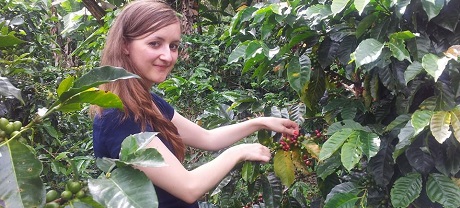 Coffee picking 2