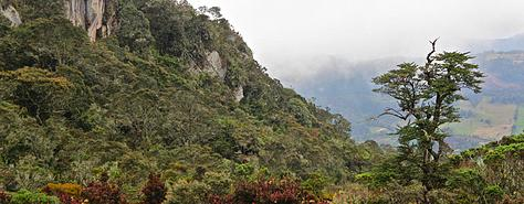 tablazo paramo cloud forest