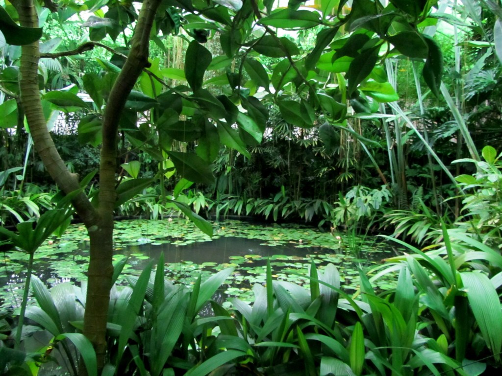 Bogota botanical garden tropical greenhouse