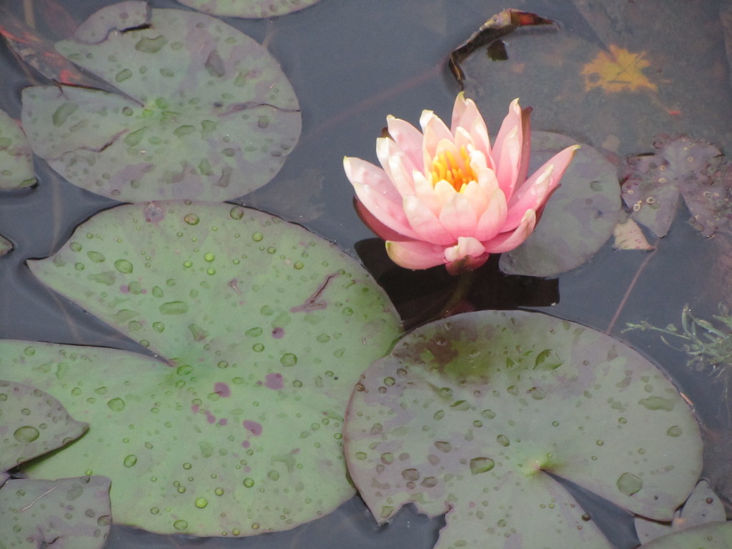 Water lily in the greenhouse, Bogota botanical garden