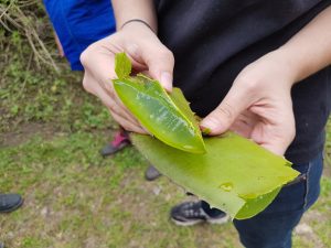 aloe vera colombian coffee farm