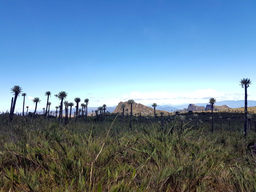 View of Frailejones in distance at Chingaza