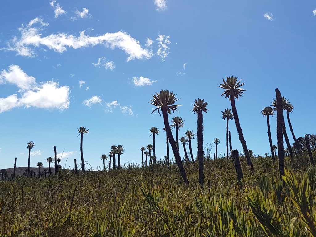 Frailejones at Chingaza