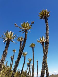 Frailejon in Chingaza National Park