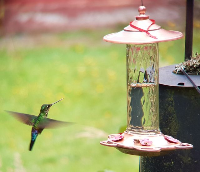 Blue throated Starfrontlet (female) Observatorio de Colibries hummingbird observatory Bogota