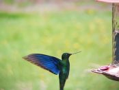 Great Sapphirewing Observatorio de Colibries hummingbird observatory Bogota