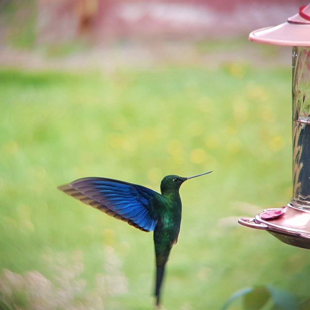 Great Sapphirewing Observatorio de Colibries hummingbird observatory Bogota