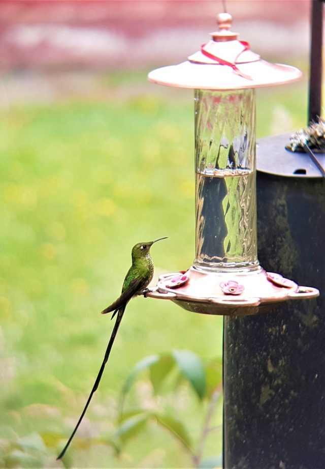 A black tailed trainbearer at the Observatorio de Colibries hummingbird observatory Bogota