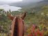 Horseback riding Bogota La Calera