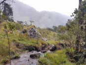 Choachi cloud forest, Colombia